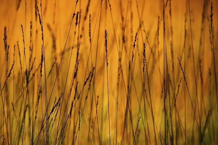 Framed Print : Blades of Grass Print, Mondsee Region, Austria Framed Print : Blades of Grass Print, Mondsee Region, Austria