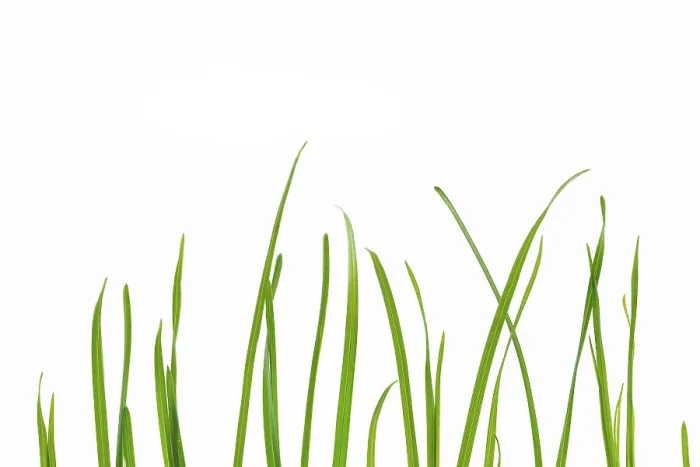 Framed Print : Blades of grass print on white background Framed Print : Blades of grass print on white background