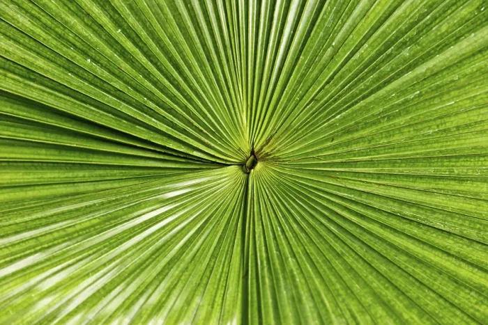 Framed Print : Leaf Structure Print Framed Print : Leaf Structure Print