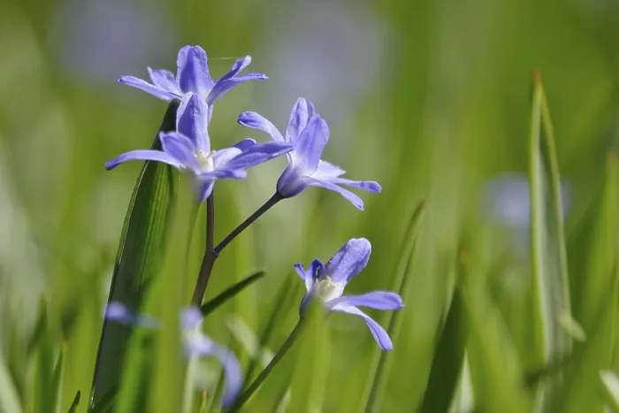 Framed Print : Blaustern in Spring Print, Germany Framed Print : Blaustern in Spring Print, Germany