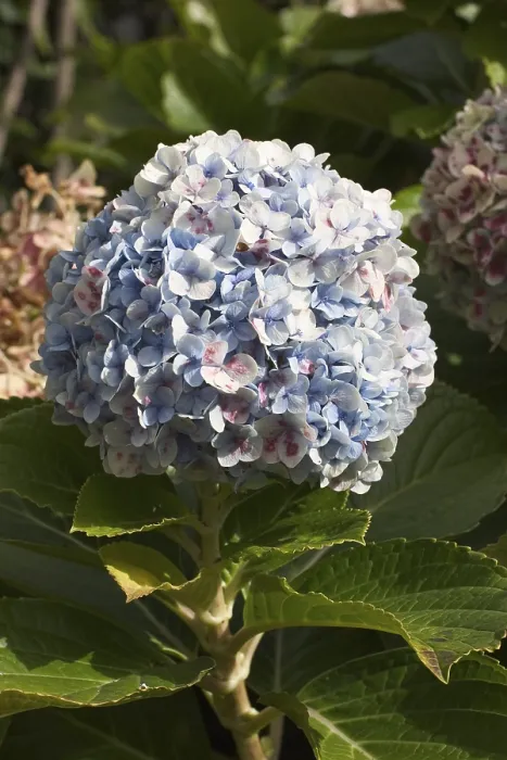 Framed Print : Bigleaf Hydrangea macrophylla in Bloom Print - Madeira Framed Print : Bigleaf Hydrangea macrophylla in Bloom Print - Madeira