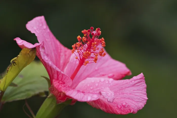 Framed Print : Hibiscus Bloom Print Framed Print : Hibiscus Bloom Print