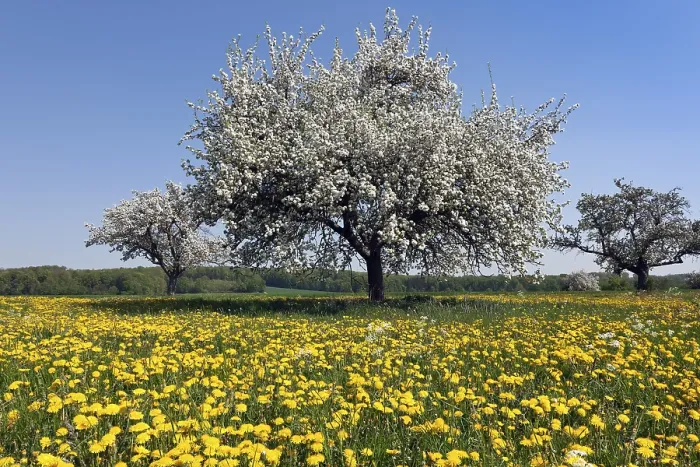 Framed Print : Blooming Apple Tree Print Framed Print : Blooming Apple Tree Print