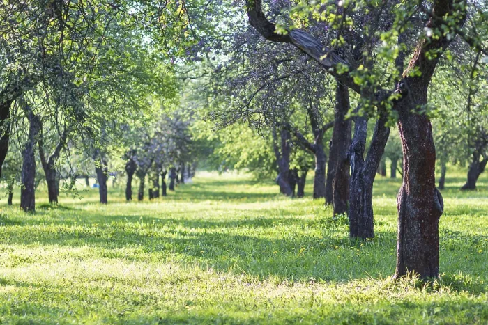 Framed Print : Blooming Apple Trees Print - Spring Park Scene Framed Print : Blooming Apple Trees Print - Spring Park Scene