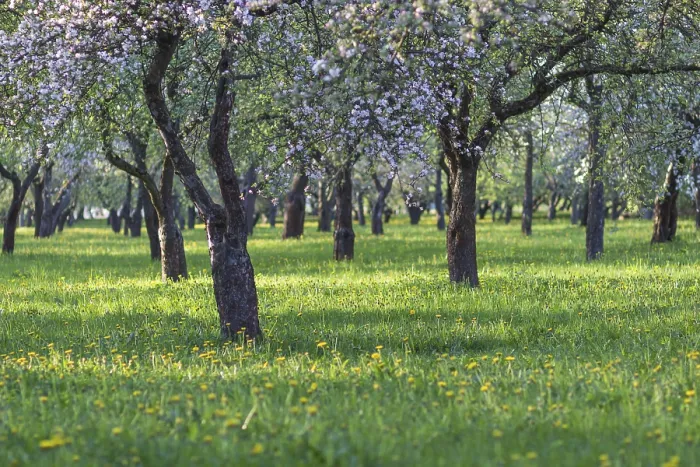 Framed Print : Blooming Apple Trees Print - Spring Park Scene Framed Print : Blooming Apple Trees Print - Spring Park Scene