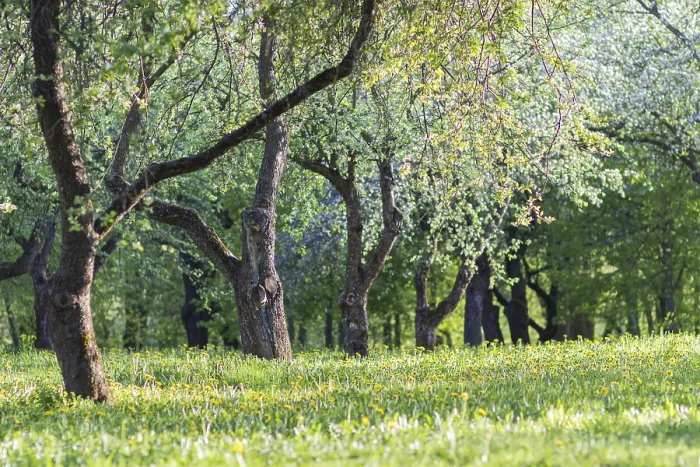 Framed Print : Blooming Apple Trees Print, Spring Park Framed Print : Blooming Apple Trees Print, Spring Park