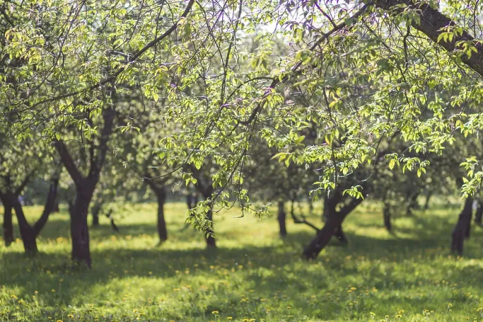 Framed Print : Blooming Apple Trees Print - Spring Park Scene Framed Print : Blooming Apple Trees Print - Spring Park Scene