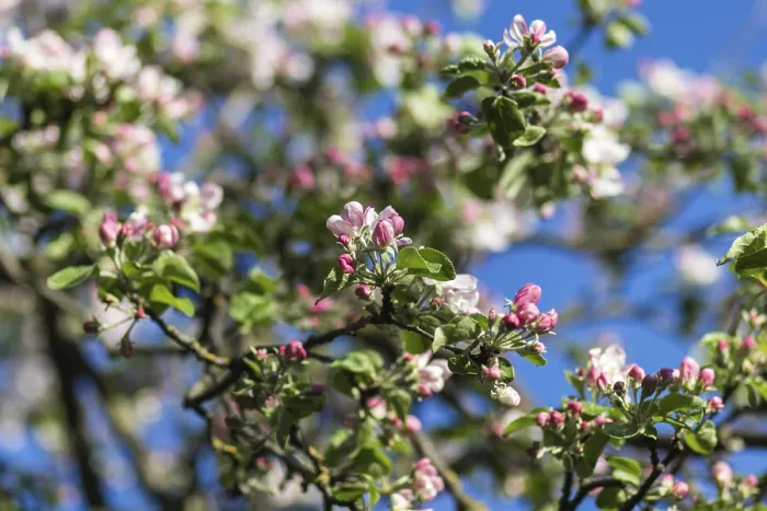 Framed Print : Blooming Apple Trees Print in Spring Park Framed Print : Blooming Apple Trees Print in Spring Park