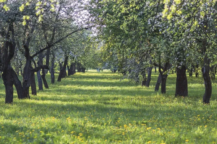Framed Print : Blooming Apple Trees Print - Spring Park Scene Framed Print : Blooming Apple Trees Print - Spring Park Scene