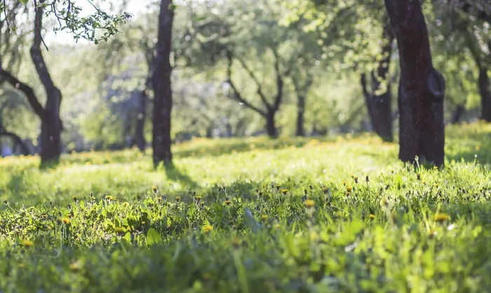 Framed Print : Blooming Apple Trees in Spring Park Print Framed Print : Blooming Apple Trees in Spring Park Print