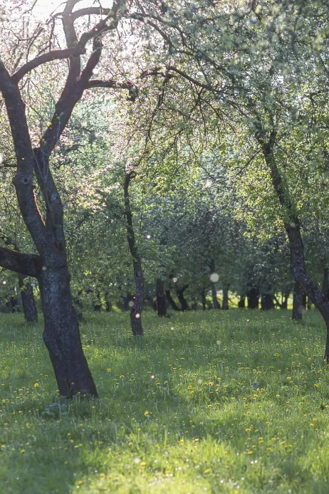 Framed Print : Blooming Apple Trees Print in Spring Park Framed Print : Blooming Apple Trees Print in Spring Park
