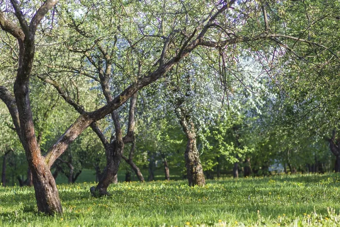Framed Print : Blooming Apple Trees Print in Spring Park Framed Print : Blooming Apple Trees Print in Spring Park