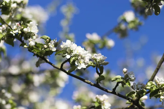 Framed Print : Blooming Apple Trees Print in Spring Park Framed Print : Blooming Apple Trees Print in Spring Park