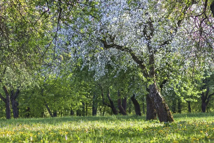Framed Print : Blooming Apple Trees Print - Spring Park Scene Framed Print : Blooming Apple Trees Print - Spring Park Scene