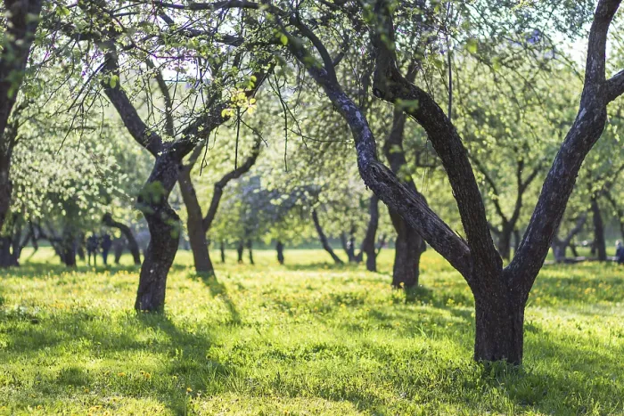 Framed Print : Blooming Apple Trees Print - Spring Park Scene Framed Print : Blooming Apple Trees Print - Spring Park Scene