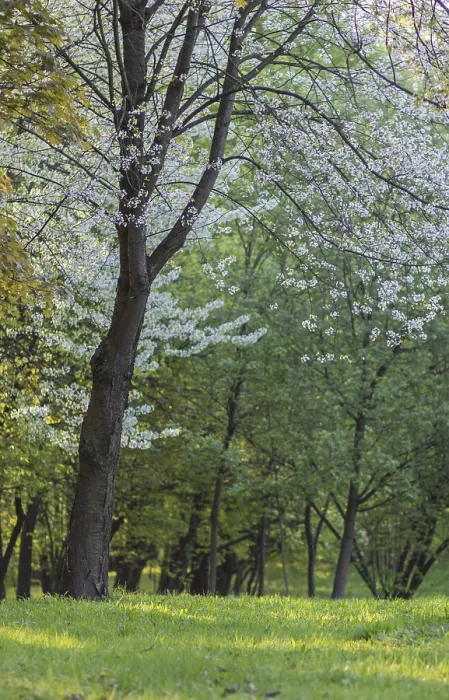 Framed Print : Blooming Apple Trees Print in Spring Park Framed Print : Blooming Apple Trees Print in Spring Park