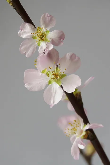 Framed Print : Blooming Peach Tree Print, Spring Germany Framed Print : Blooming Peach Tree Print, Spring Germany