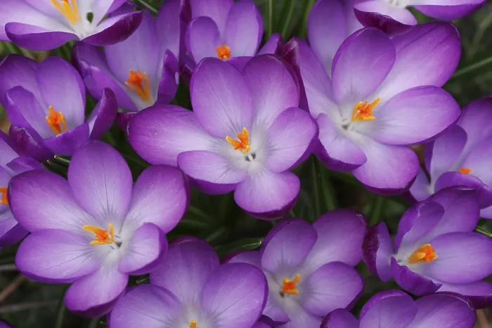 Framed Print : Blooming Crocuses (Crocus) in Spring Print Framed Print : Blooming Crocuses (Crocus) in Spring Print