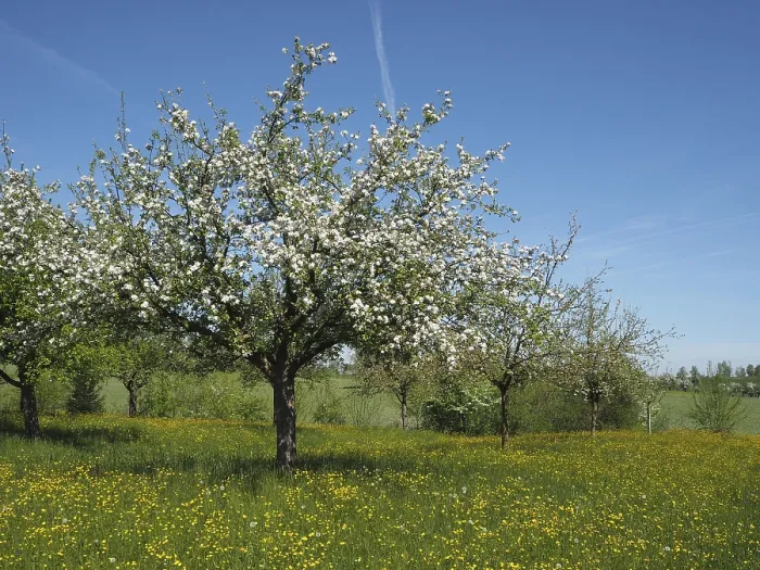 Framed Print : Apple Tree in Bloom, Thurgau Region Print Framed Print : Apple Tree in Bloom, Thurgau Region Print