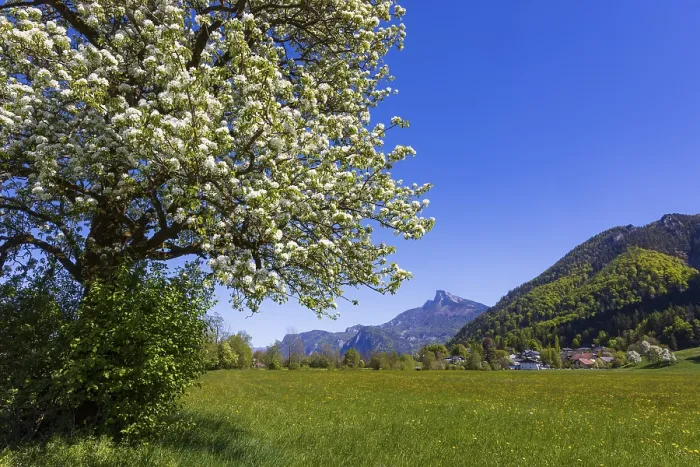 Framed Print : Blooming Fruit Tree Print with Schafberg, Upper Austria Framed Print : Blooming Fruit Tree Print with Schafberg, Upper Austria