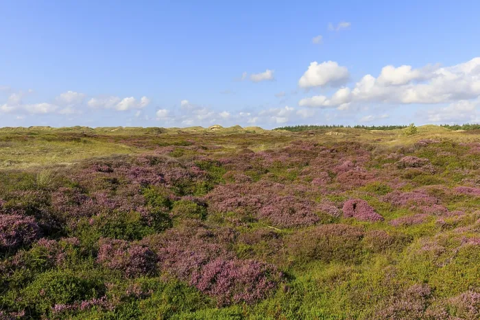 Framed Print : Blooming Heath Landscape Print, Amrum Island, Germany Framed Print : Blooming Heath Landscape Print, Amrum Island, Germany