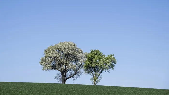 Framed Print : Blooming Pear Trees Print, Moststraße, Lower Austria Framed Print : Blooming Pear Trees Print, Moststraße, Lower Austria