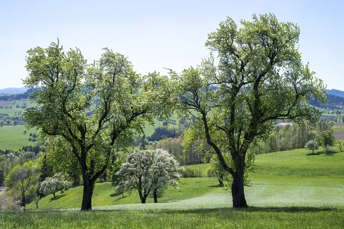 Framed Print : Blooming Pear Trees Print, Moststraße, Lower Austria