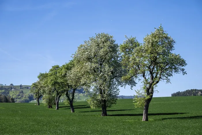Framed Print : Blooming Pear Trees Print, Moststraße, Lower Austria Framed Print : Blooming Pear Trees Print, Moststraße, Lower Austria