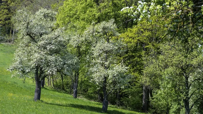 Framed Print : Blooming Pear Trees Print, Moststraße, Lower Austria