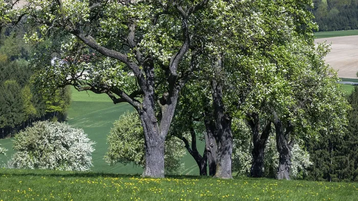 Framed Print : Blooming Pear Trees Print, Moststraße, Lower Austria