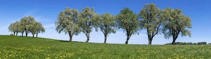 Framed Print : Blooming Pear Trees Print, Moststraße, Lower Austria