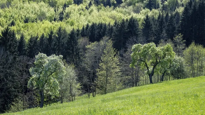 Framed Print : Blooming Pear Trees Print, MoststraBe, Lower Austria Framed Print : Blooming Pear Trees Print, MoststraBe, Lower Austria