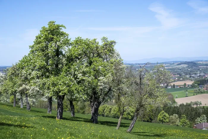Framed Print : Blooming Pear Trees Print, MoststraBe, Lower Austria Framed Print : Blooming Pear Trees Print, MoststraBe, Lower Austria