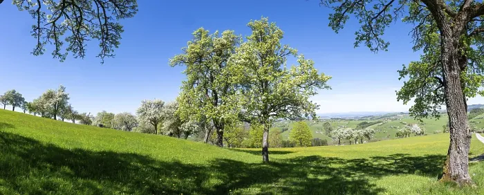 Framed Print : Blooming Pear Trees Print, MoststraBe, Lower Austria Framed Print : Blooming Pear Trees Print, MoststraBe, Lower Austria