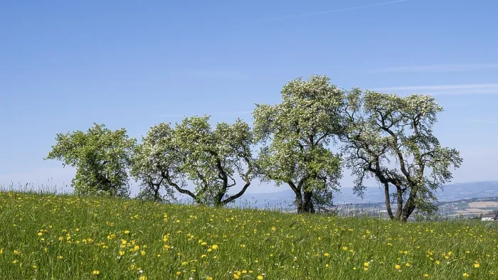 Framed Print : Blooming Pear Trees Print, MoststraBe, Lower Austria Framed Print : Blooming Pear Trees Print, MoststraBe, Lower Austria