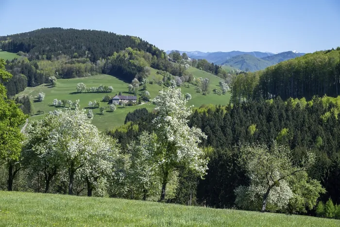 Framed Print : Blooming Pear Trees Print, MoststraBe, Lower Austria Framed Print : Blooming Pear Trees Print, MoststraBe, Lower Austria