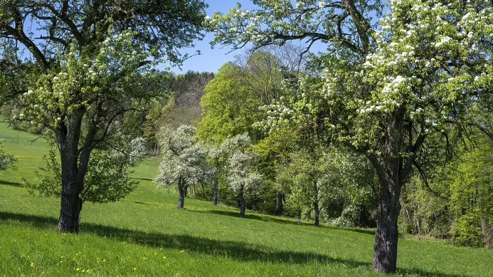 Framed Print : Blooming Pear Trees Print, MoststraBe, Lower Austria Framed Print : Blooming Pear Trees Print, MoststraBe, Lower Austria