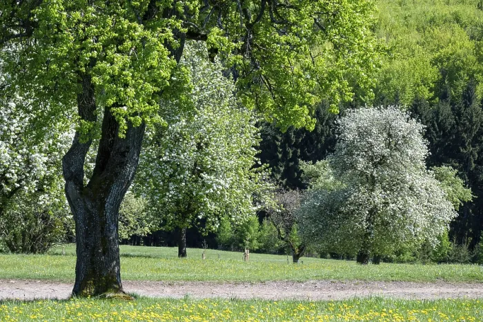 Framed Print : Blooming Pear Trees Print, MoststraBe, Lower Austria Framed Print : Blooming Pear Trees Print, MoststraBe, Lower Austria