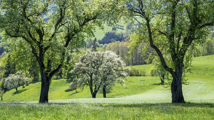 Framed Print : Blooming Pear Trees Print, MoststraBe, Lower Austria Framed Print : Blooming Pear Trees Print, MoststraBe, Lower Austria