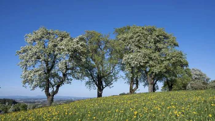 Framed Print : Blooming Pear Trees Print, MoststraBe, Lower Austria Framed Print : Blooming Pear Trees Print, MoststraBe, Lower Austria