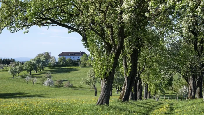 Framed Print : Blooming Pear Trees Print, Mostviertel, Lower Austria Framed Print : Blooming Pear Trees Print, Mostviertel, Lower Austria