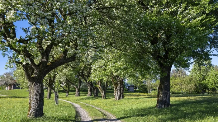 Framed Print : Blooming Pear Trees Print, Moststraße, Lower Austria Framed Print : Blooming Pear Trees Print, Moststraße, Lower Austria