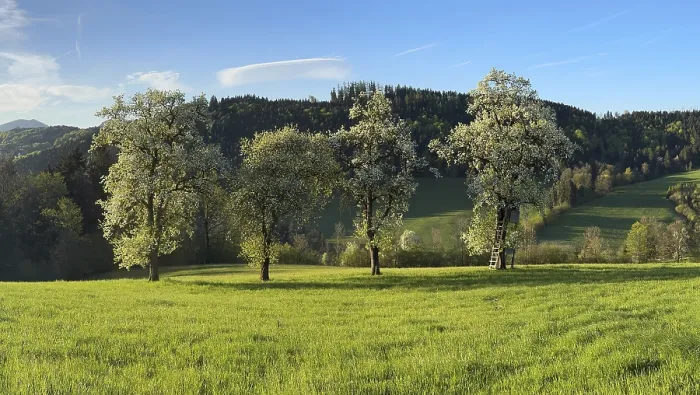 Framed Print : Blooming Pear Trees Print, MoststraBe, Lower Austria Framed Print : Blooming Pear Trees Print, MoststraBe, Lower Austria