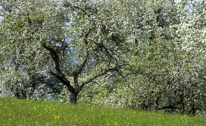 Framed Print : Blooming Pear Trees Print, Moststraße, Lower Austria Framed Print : Blooming Pear Trees Print, Moststraße, Lower Austria