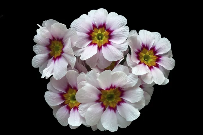 Framed Print : Blooming Primrose (Primula) Print Framed Print : Blooming Primrose (Primula) Print