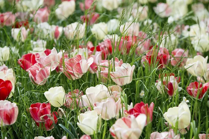 Framed Print : Blooming Tulip Meadows Spring Print, Mainau Island Germany Framed Print : Blooming Tulip Meadows Spring Print, Mainau Island Germany