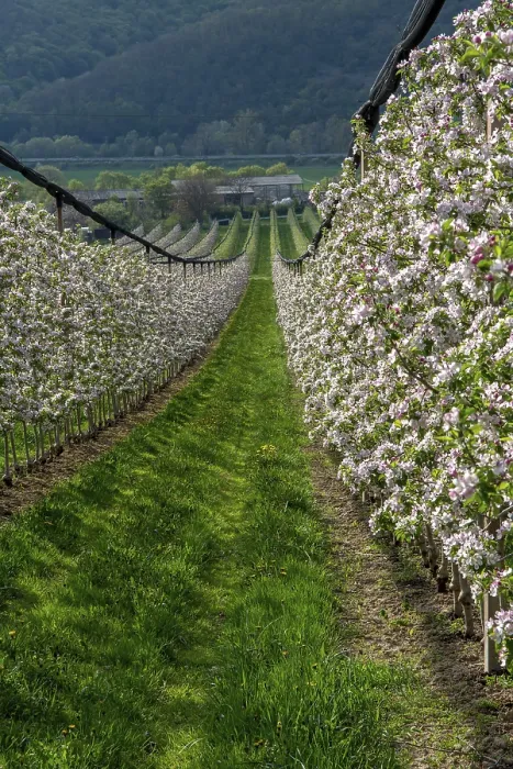 Framed Print : Blossoming Apple Orchard Print in Spring Framed Print : Blossoming Apple Orchard Print in Spring