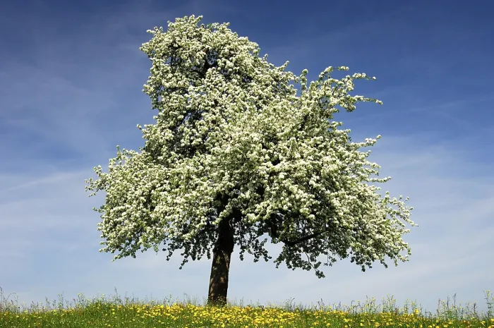 Framed Print : Blossoming Apple Tree Print Framed Print : Blossoming Apple Tree Print