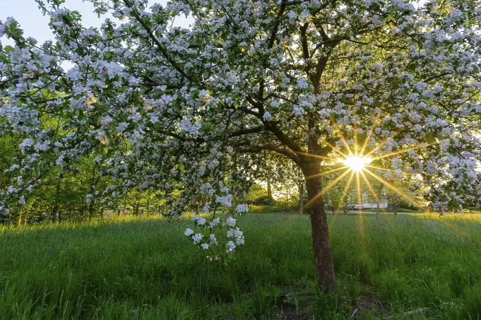 Framed Print : Blossoming Apple Tree Print, Vechta, Germany Framed Print : Blossoming Apple Tree Print, Vechta, Germany