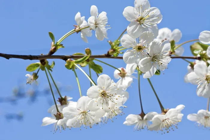 Framed Print : Blossoming Branch Print Framed Print : Blossoming Branch Print